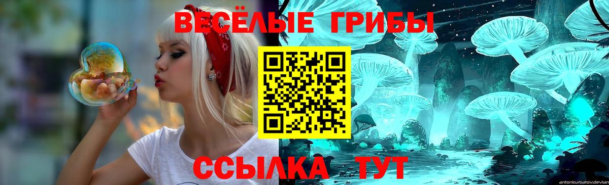 Псилоцибиновые грибы Psilocybine cubensis Губкин